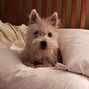 Meet your Posher, Toby